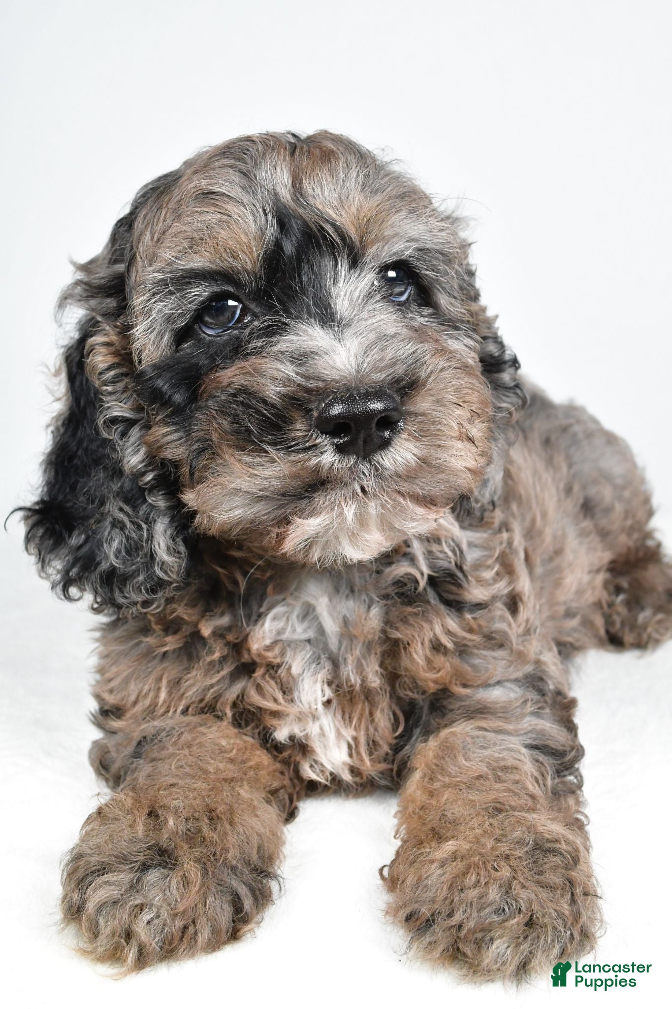 Cockapoo dogs Jake - Ad 1