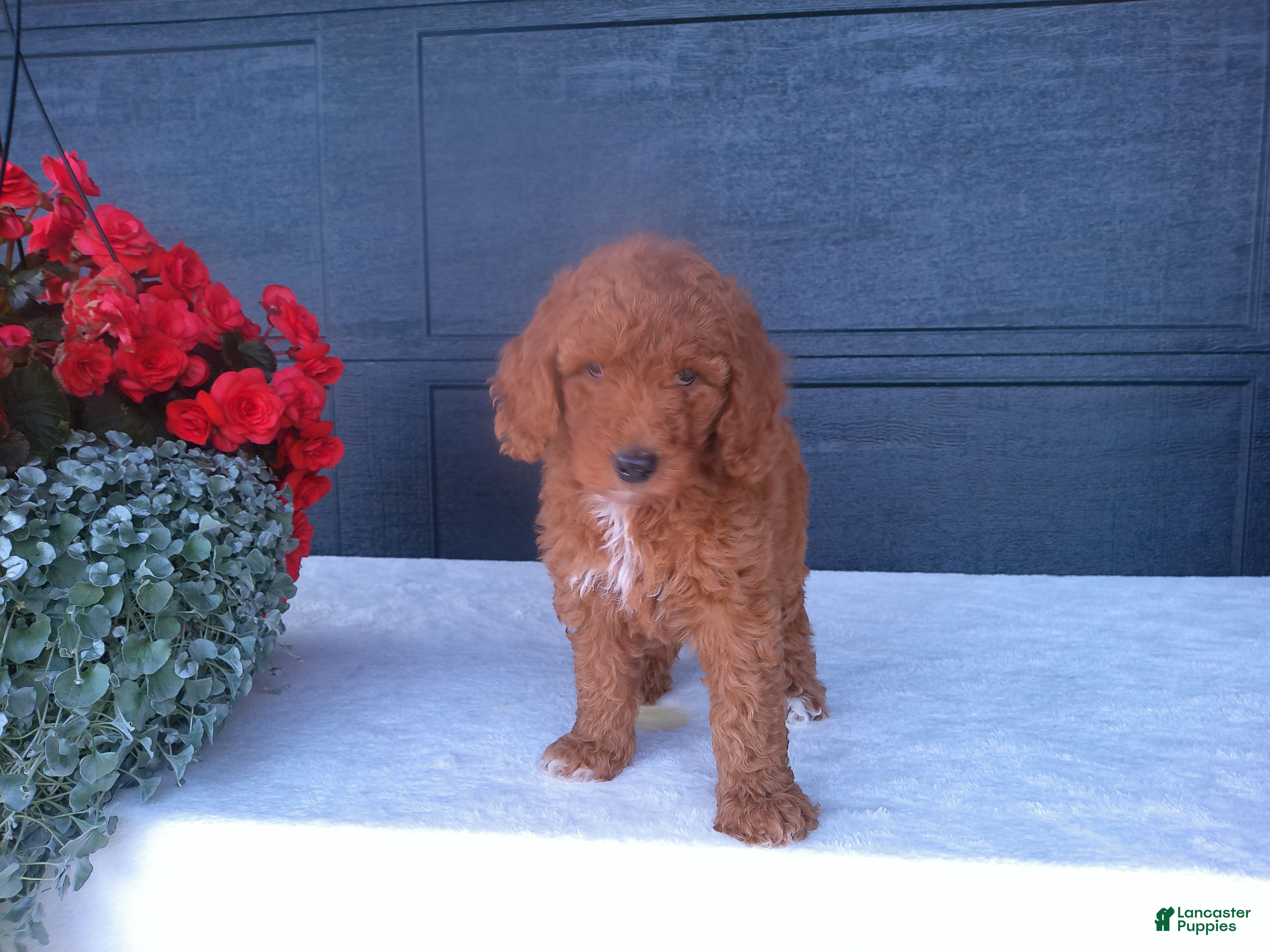 Goldendoodle dogs Skye - Ad 2
