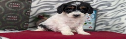 Mixed Breed dogs for sale: Alana - Ad 7