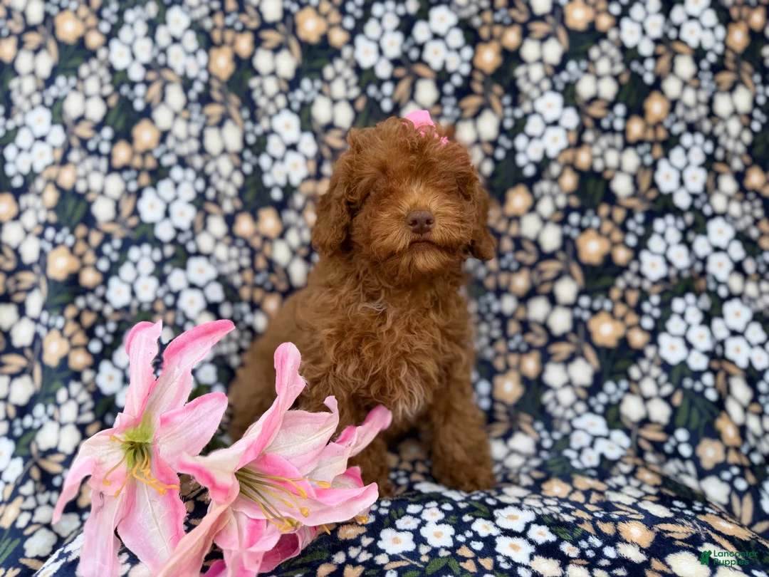 Cavapoo dogs for sale: Maggie - Ad 7