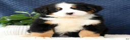 Bernese Mountain Dog dogs for sale: Zinc - Ad 3