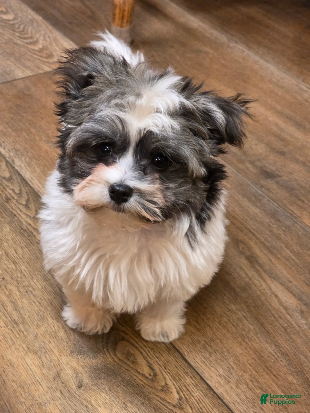 Havanese dogs for sale: Tin Tin - Ad 5