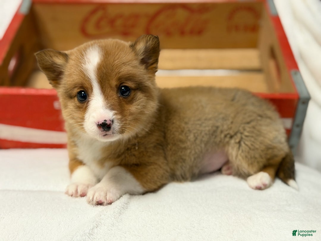 Welsh Corgi Pembroke dogs for sale: Cherry Coca Cola - Ad 3