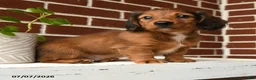 Dachshund dogs for sale: Cooper - Ad 4