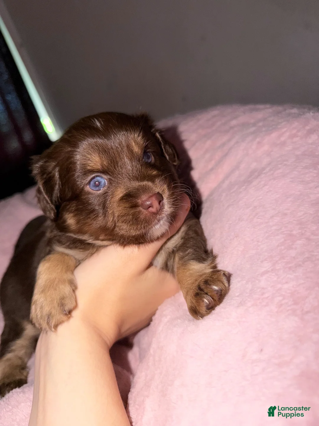 Mixed Breed dogs for sale: Mixed Breed 2 - Ad 2