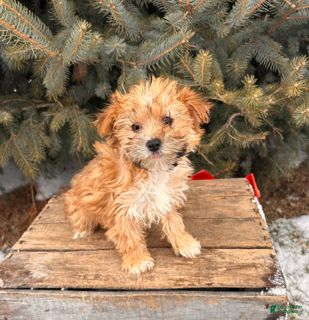 Morkie dogs for sale: Maple   - Ad 4