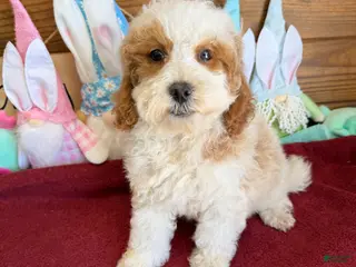 Mini Goldendoodle dogs Rita - Ad 21