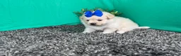 Pomapoo dogs for sale: Pomapoo 5 - Ad 3