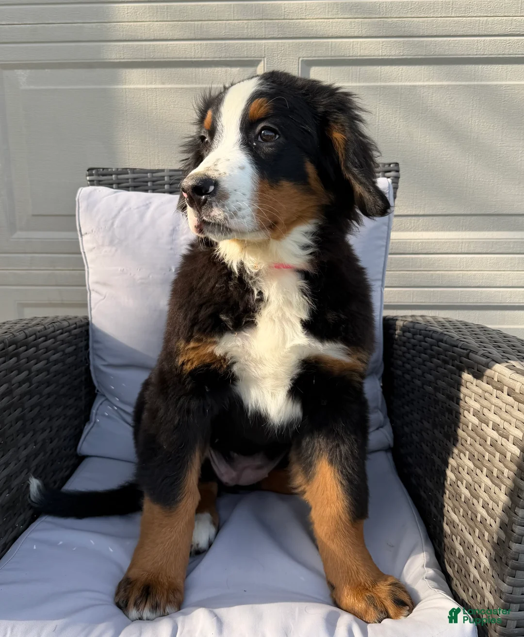 Bernese Mountain Dog dogs for sale: Pixie - Ad 6
