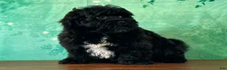 Yochon dogs for sale: Oscar - Ad 3