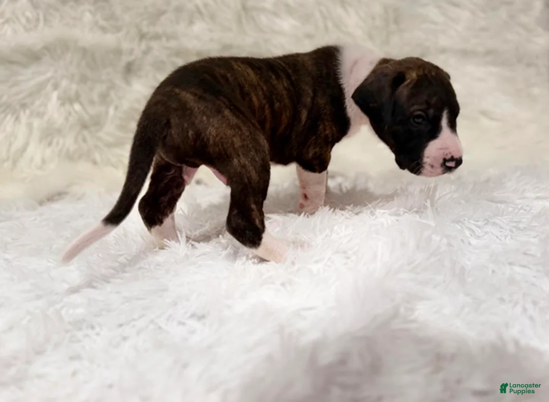 Great Dane dogs for sale: Baby Buck - Ad 1