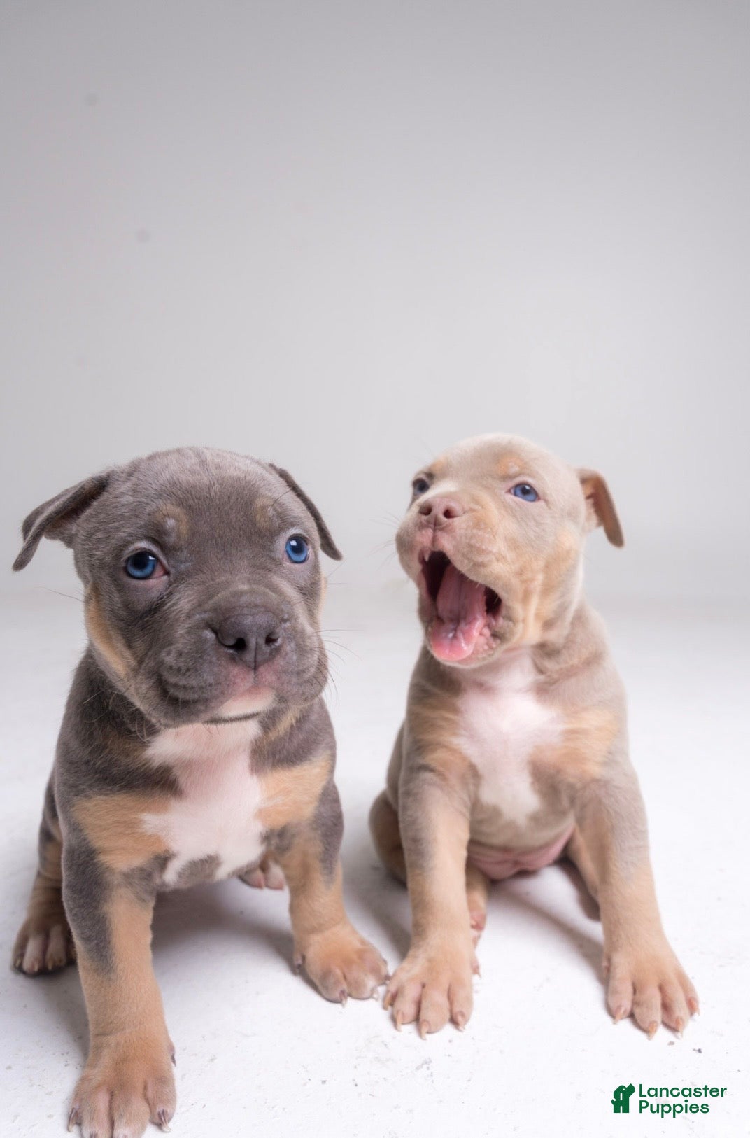 American Bully dogs 🌸🐾 - Ad 33