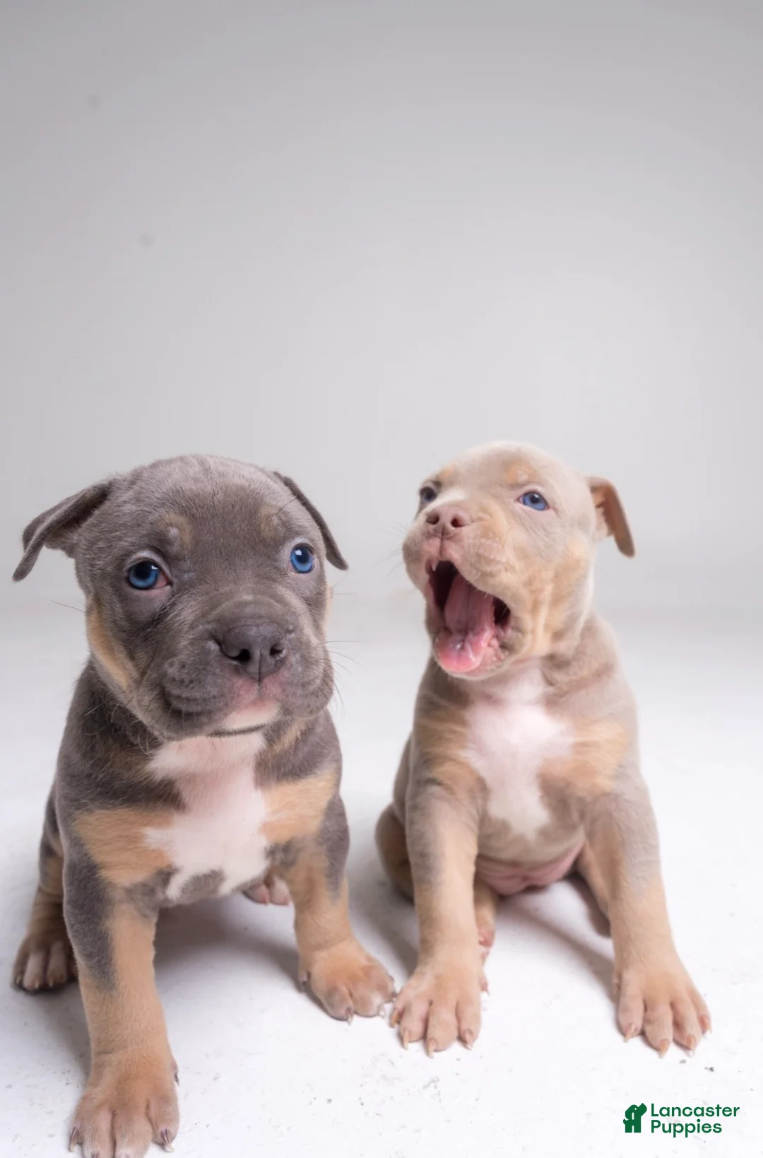 American Bully dogs for sale: 🌸🐾 - Ad 1