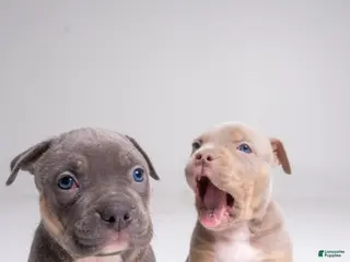 American Bully dogs 🌸🐾 - Ad 29