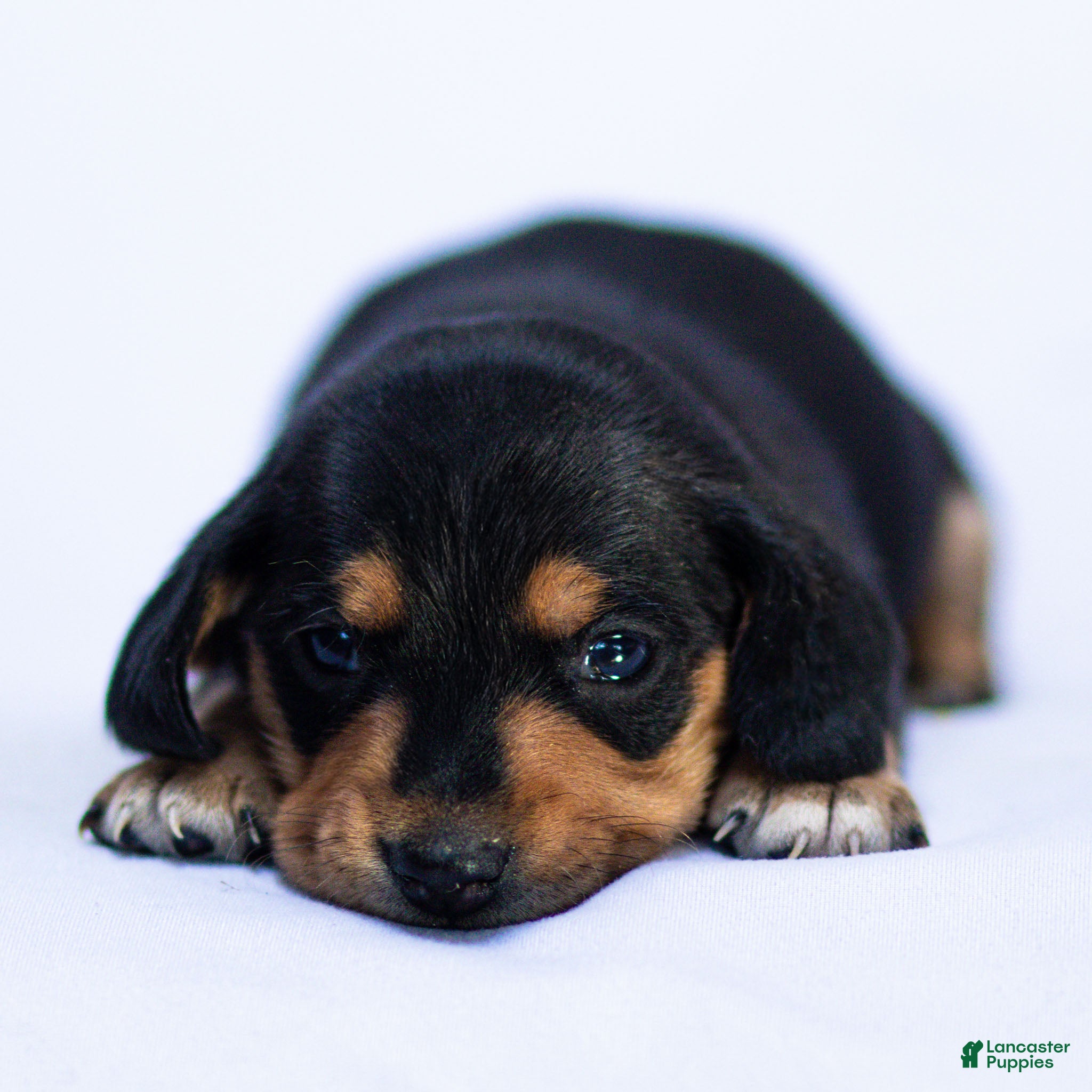 Miniature Dachshund dogs Louie Miniature Dachshund Puppy  - Ad 2