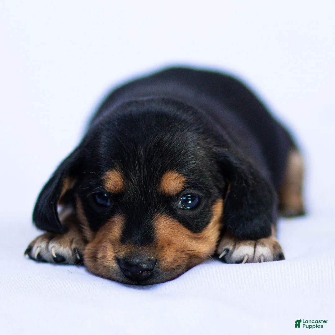 Miniature Dachshund dogs for sale: Louie Miniature Dachshund Puppy  - Ad 2