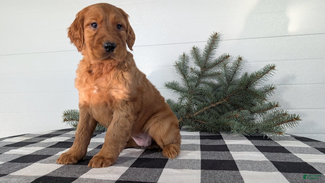 Irish Setter dogs for sale: Eden - Ad 2