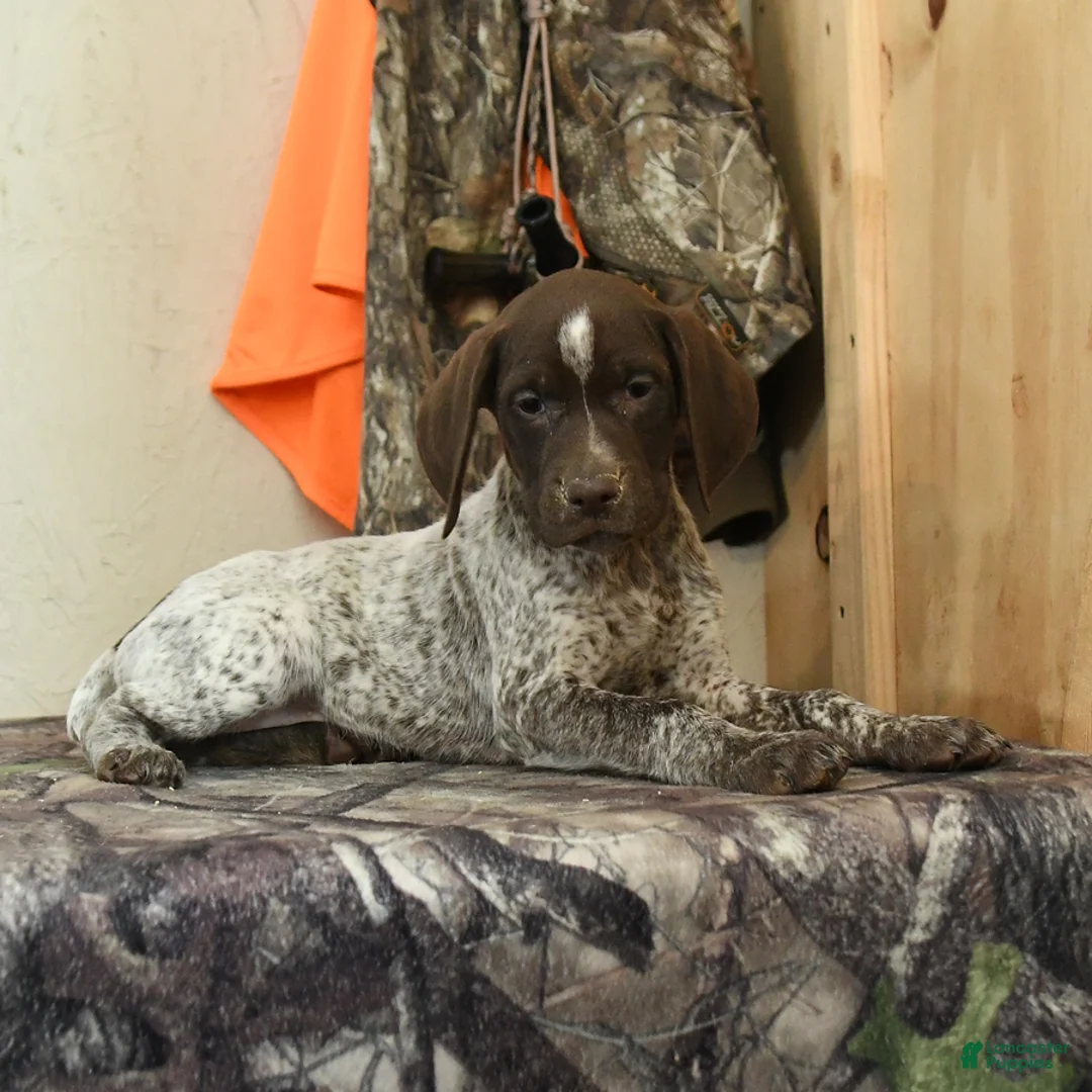 German Shorthaired Pointer dogs for sale: Greta - Ad 3