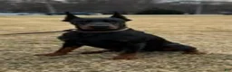 Doberman Pinscher dogs for sale: Doberman Pinscher 1 - Ad 5