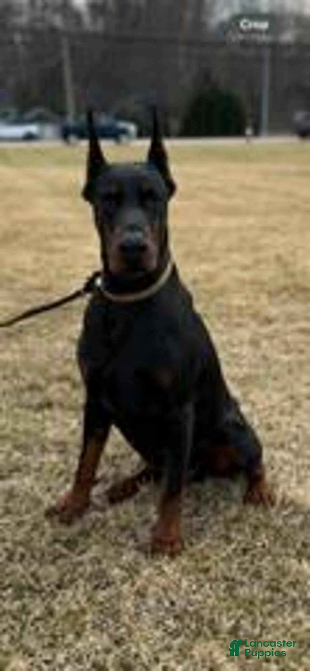 Doberman Pinscher dogs for sale: Doberman Pinscher 1 - Ad 5