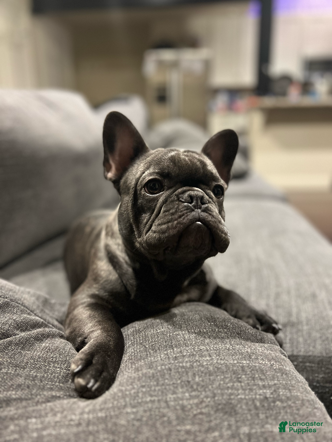 French Bulldog dogs for stud: Bruno - Ad 8