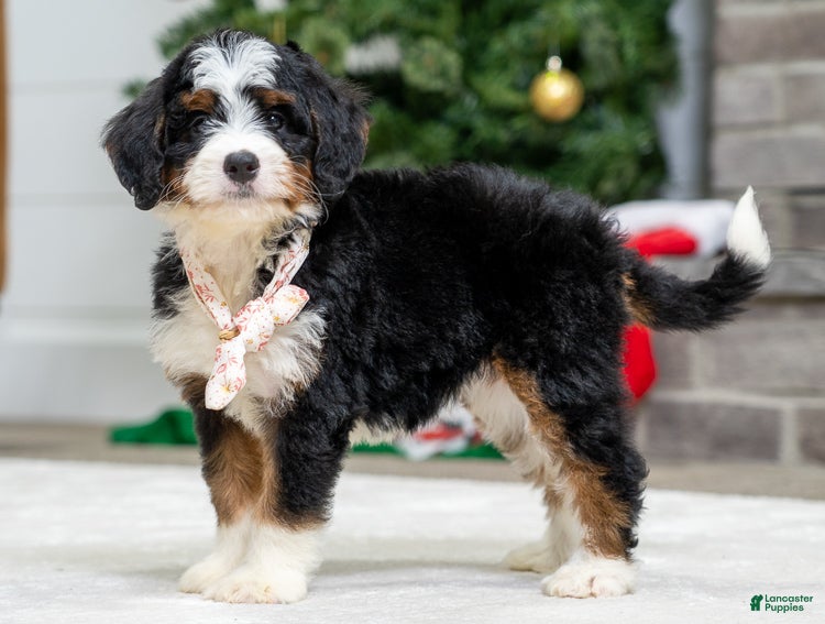 Mini Bernedoodle dogs Peanut - Ad 30