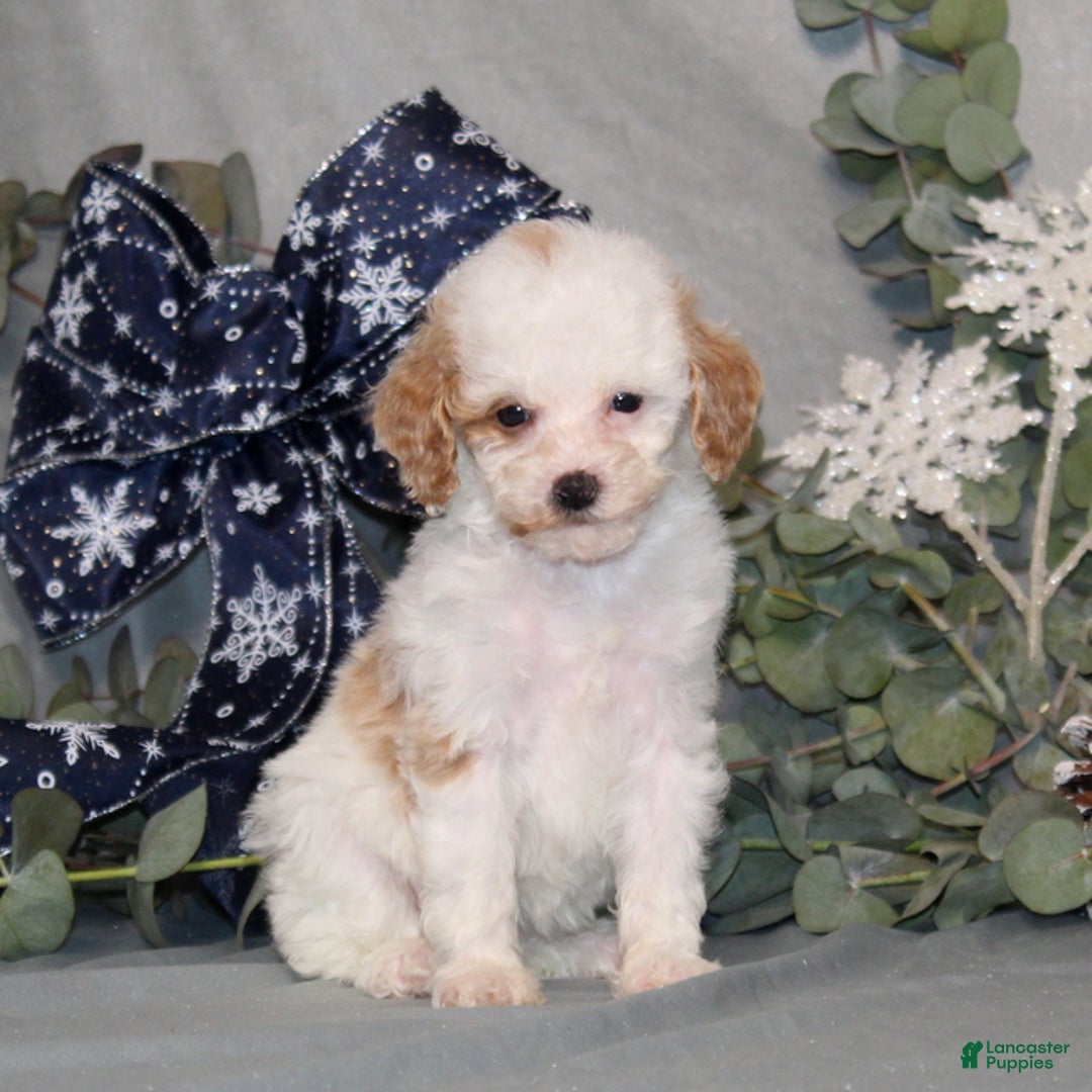 Miniature Poodle dogs for sale: QutiePie - Ad 1