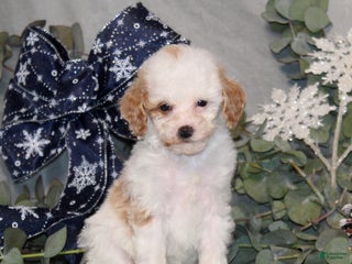 Miniature Poodle dogs QutiePie - Ad 15