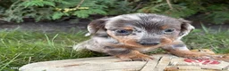Dachshund dogs for sale: Colson - Ad 3