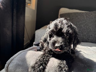 Toy Poodle dogs - Ad 41