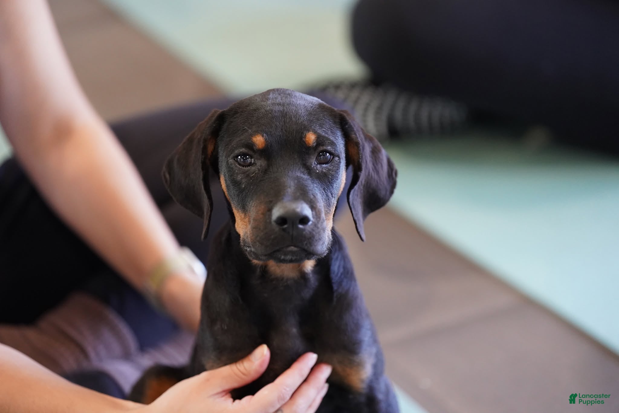 Rottweiler dogs Amiri - Ad 10