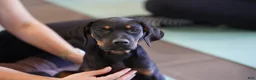 Rottweiler dogs for sale: Amiri - Ad 1