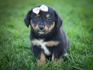 Mini Aussiedoodle dogs Leo 🦴 - Ad 1