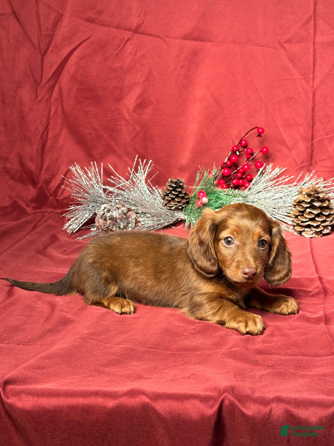 Miniature Dachshund dogs for sale: Theo - Ad 5