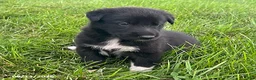 Mixed Breed dogs for sale: Bryce - Ad 3