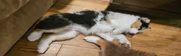 Australian Shepherd dogs for sale: Meadow - Ad 5