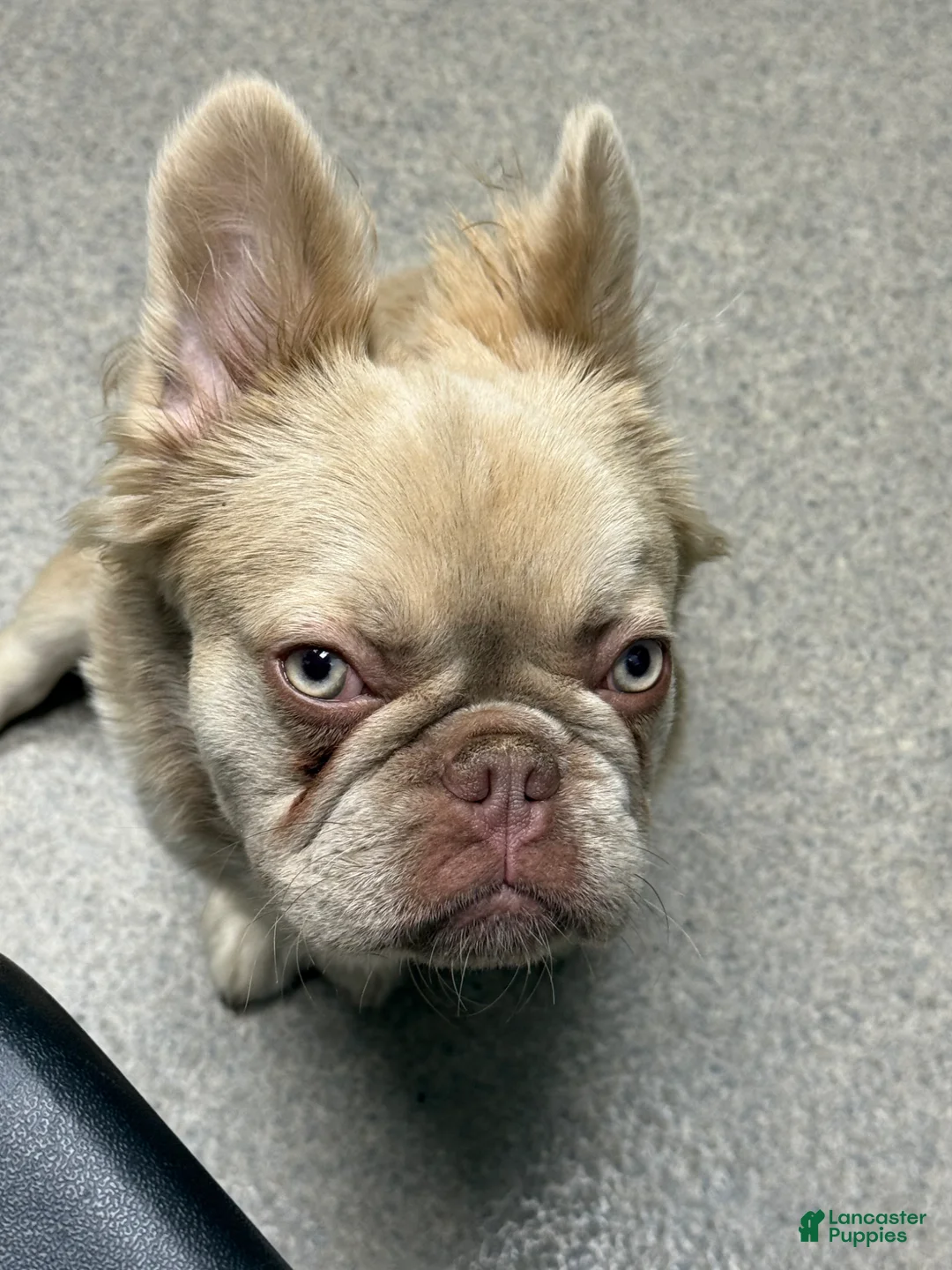 French Bulldog dogs for sale: French Bulldog Puppy 1 - Ad 4