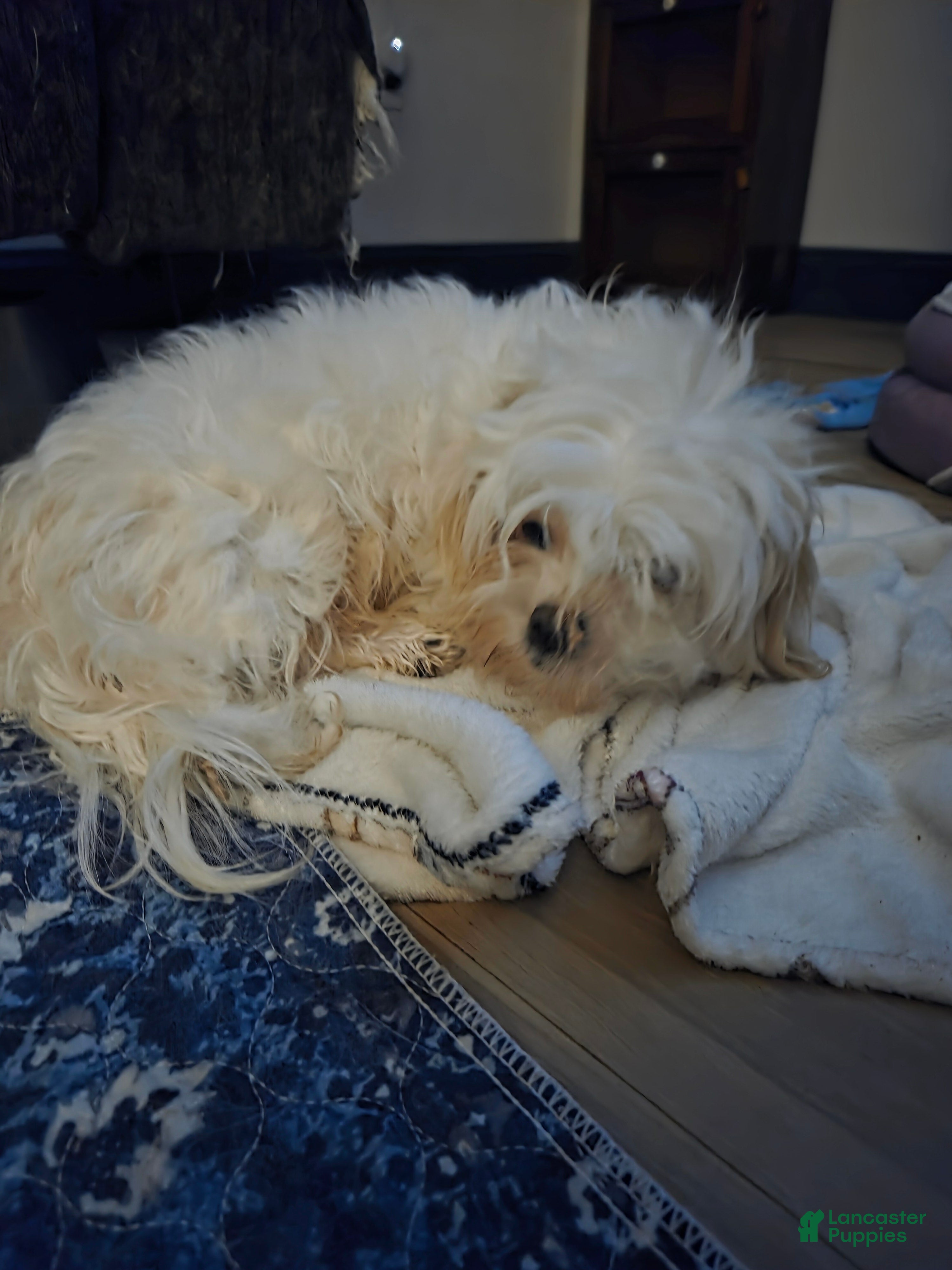 Malshi dogs Huey - Ad 2