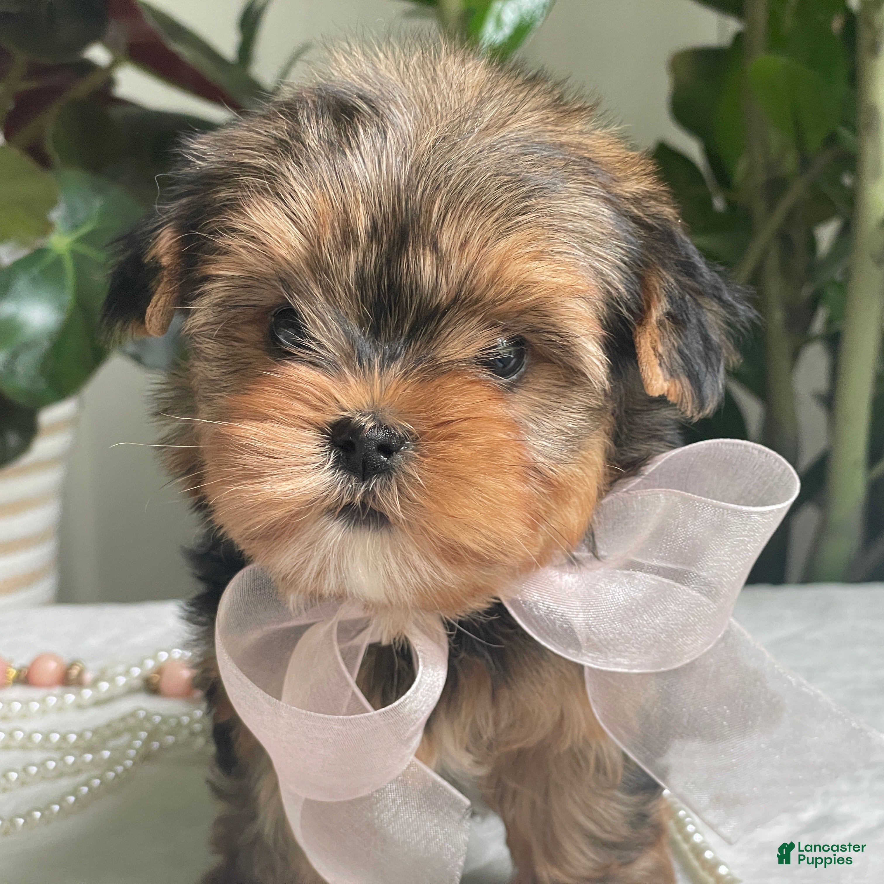 Biewer Terrier dogs Izzy - Ad 2