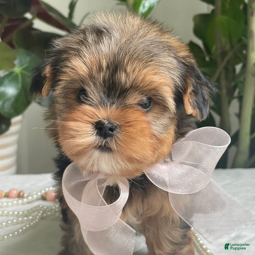 Biewer Terrier dogs for sale: Izzy - Ad 2