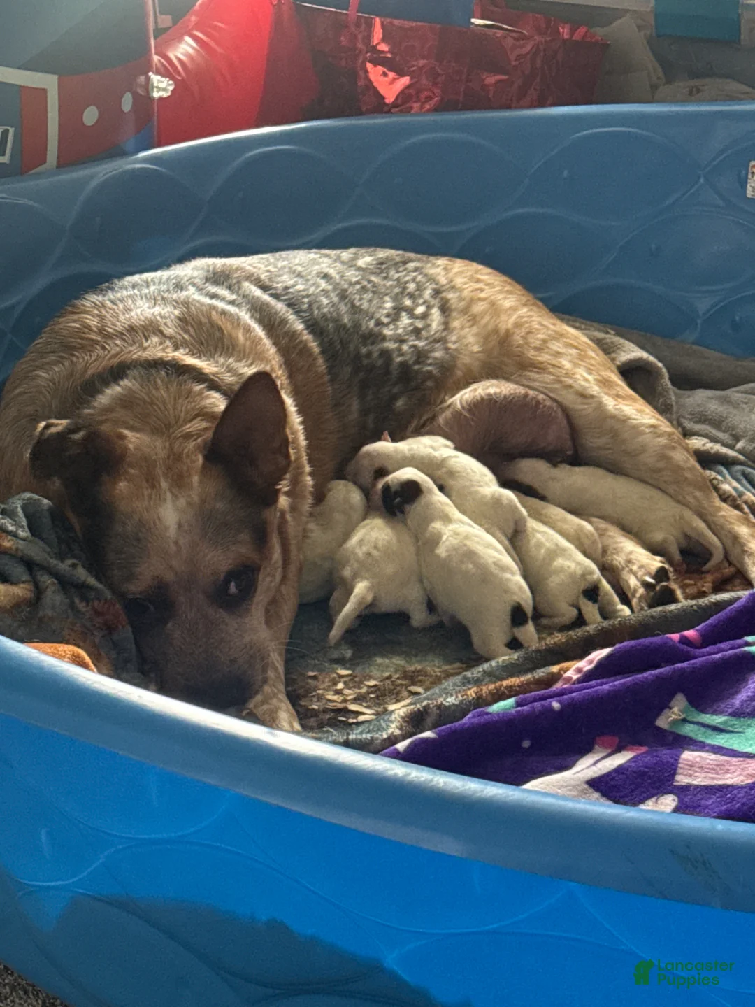 Australian Cattle Dog dogs for sale: Australian Cattle Dog Puppy 1 - Ad 4