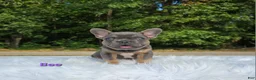 Frenchton dogs for sale: Bee - Ad 1