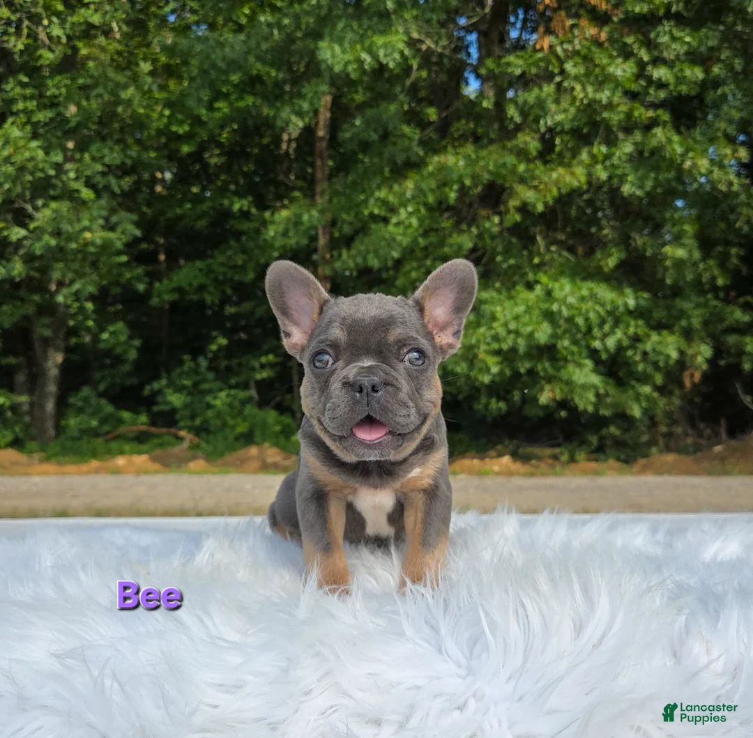 Frenchton dogs for sale: Bee - Ad 1
