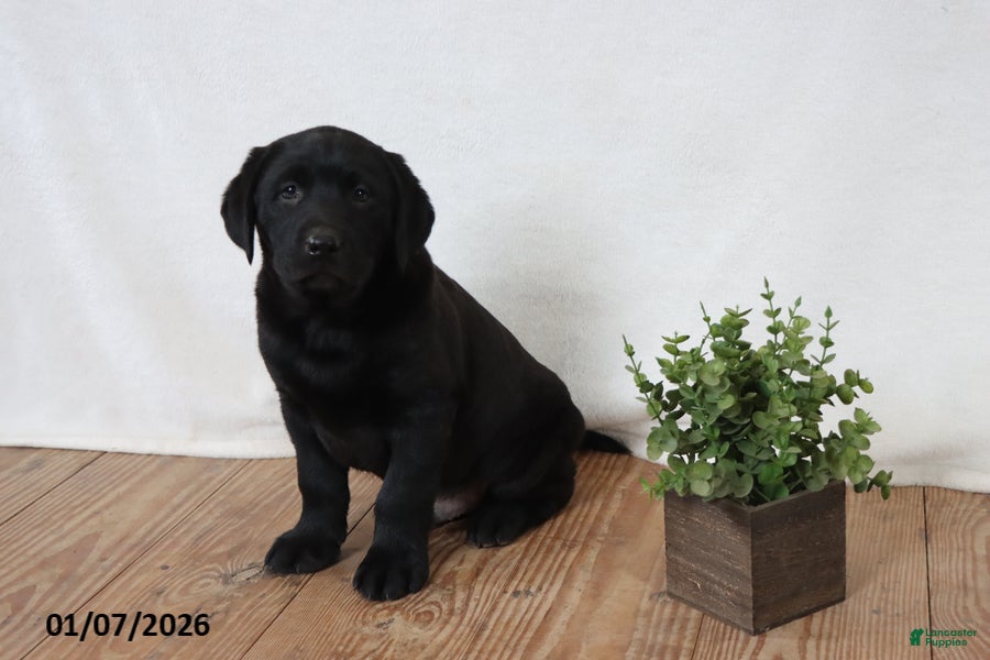 Labrador Retriever dogs Friskey - Ad 36