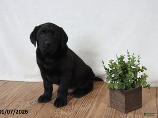 Labrador Retriever dogs Friskey - Ad 36