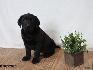 Labrador Retriever dogs Friskey - Ad 40