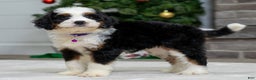 Mini Bernedoodle dogs for sale: Olive - Ad 2