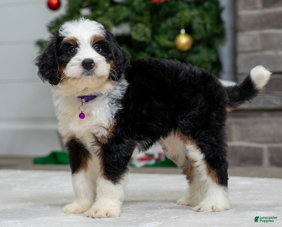 Mini Bernedoodle dogs for sale: Olive - Ad 2