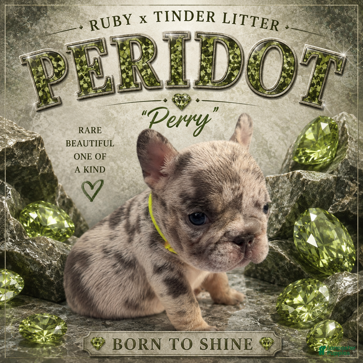French Bulldog dogs Perry - Ad 1