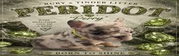 French Bulldog dogs for sale: Perry - Ad 1